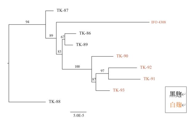 図1. 黒麹と白麹の系統樹。IFO4308株は、種麹屋が保有している白麹株と遺伝的に異なることが示された。