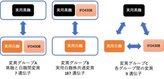 図2. 遺伝子の変異数。実用白麹株で共通する変異が多数見つかった。